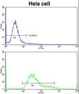 PDIA6 / ERP5 Antibody (aa236-264)