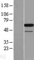 PAIP1 Protein (Over-Expression Lysate Myc-DDK (Flag))