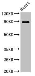 Polyclonal Rabbit anti-Human CDH15 / M Cadherin Antibody (WB)