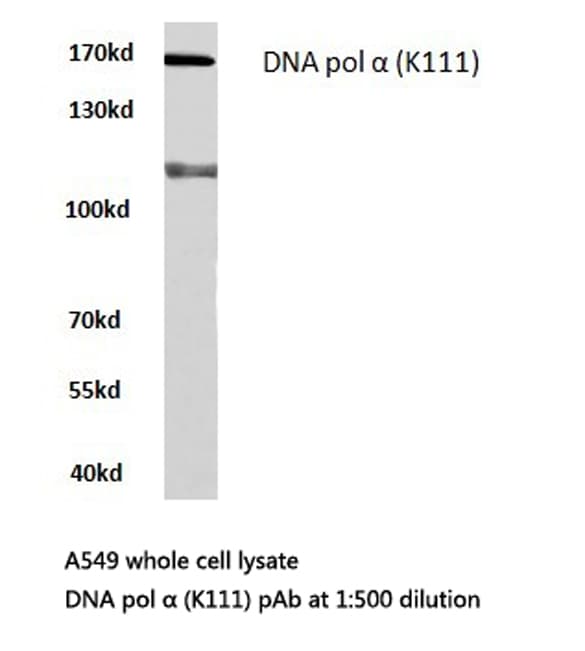 POLA1 / DNA Polymerase Alpha 1 Antibody (Lys111)