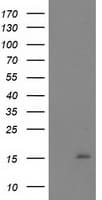 Monoclonal Mouse anti-Human NDUFA7 Antibody (clone OTI2F3, WB)