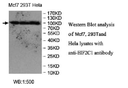 Polyclonal Rabbit anti-Human AGO1 / EIF2C Antibody (WB)