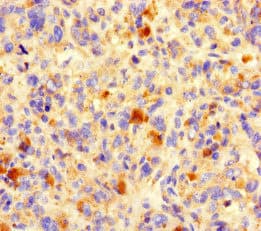 NCR3LG1 / B7H6 Antibody