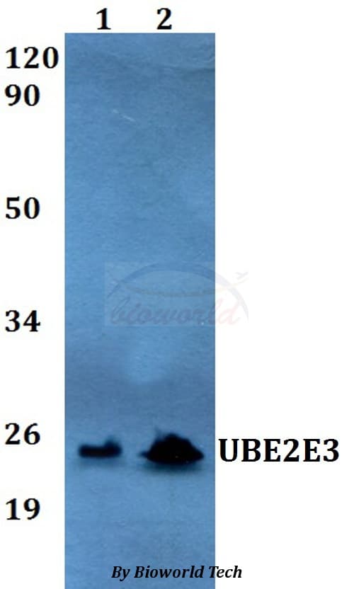 Polyclonal Rabbit anti-Human UBE2E3 Antibody (WB)