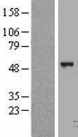 FGGY Protein (Over-Expression Lysate Myc-DDK (Flag))