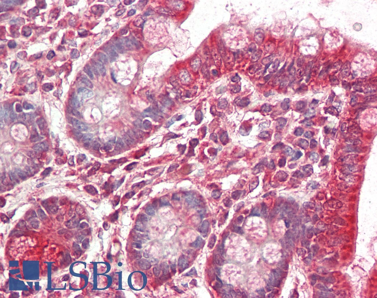 IHC-plus™ MRPL9 Antibody