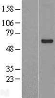 OASL Protein (Over-Expression Lysate Myc-DDK (Flag))