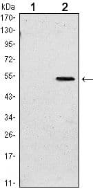 Monoclonal Mouse anti-Human SUZ12 Antibody (clone 3D10, IHC, WB)
