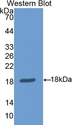 NOS1 / nNOS Antibody (aa455-601, Biotin)