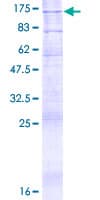 Human ATP9A Protein (Recombinant GST)