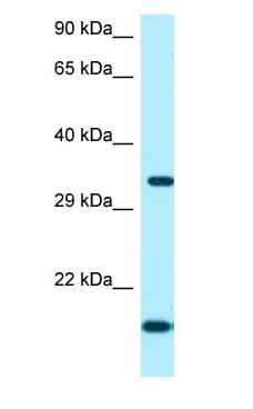 ORC5 Antibody (aa250-299)