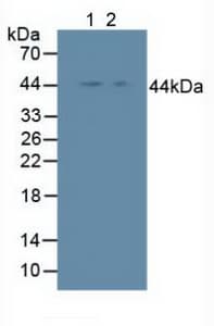 NFKBIE / IKB Epsilon Antibody (aa207-440, FITC)