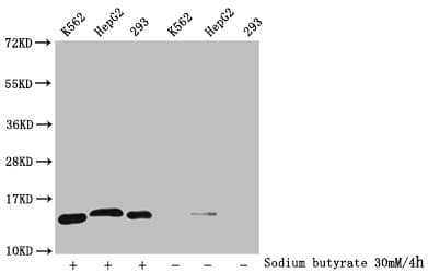 HIST1H2BN Antibody
