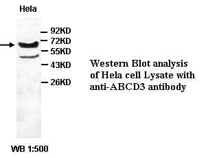 IHC-plus™ PMP70 Antibody