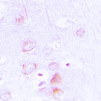 EPB41L2 Antibody (Internal)