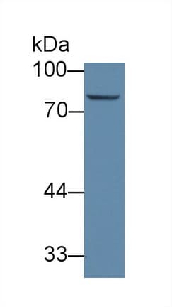 ABCB10 Antibody