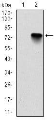 BMI1 / PCGF4 Antibody (clone 3000)