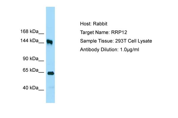 RRP12 Antibody (aa1126-1175)