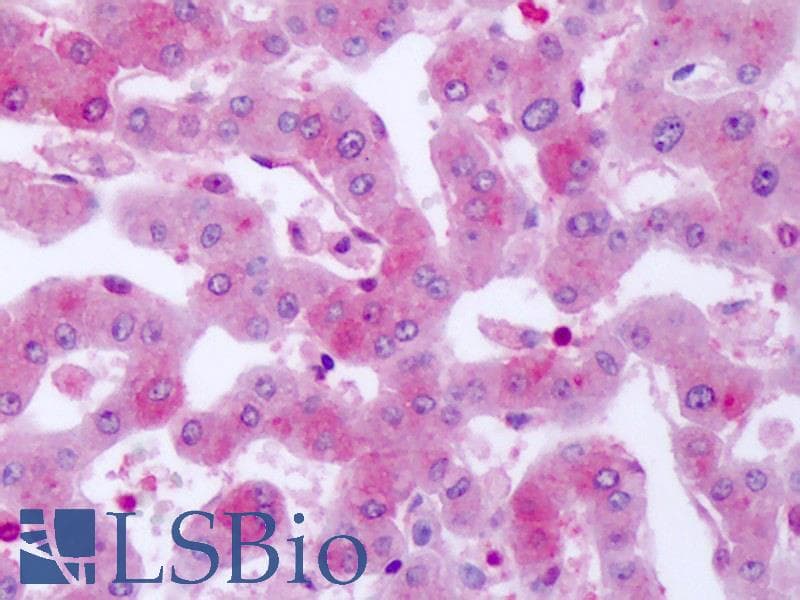 IHC-plus™ SGK2 Antibody (N-Terminus)