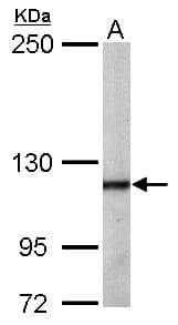 OGT / O-GLCNAC Antibody (aa1-280)