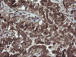 CXorf26 Antibody (clone OTI5A11)