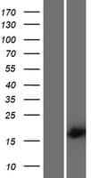 SPACA5 Protein (Over-Expression Lysate Myc-DDK (Flag))
