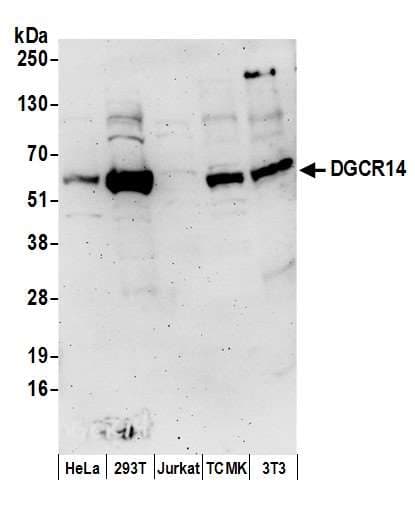 DGCR14 Antibody (aa426-476)