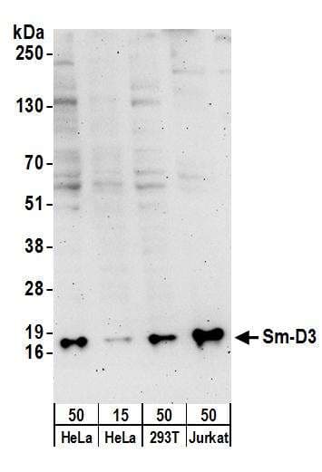 RBM33 Antibody (aa500-550)