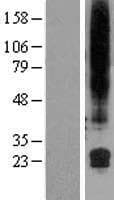 GML Protein (Over-Expression Lysate Myc-DDK (Flag))