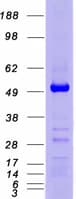 Human GATA4 Protein (Recombinant Myc-DDK (Flag))