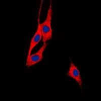 BEGAIN Antibody (C-Terminus)
