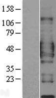 Human CD84 / SLAMF5 Protein (Over-Expression Lysate Myc-DDK (Flag))