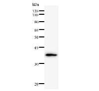 GTF2A1 / TFIIA Antibody (clone 708C4a)