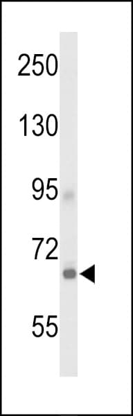 ADGRD1 / GPR133 Antibody (aa471-498)
