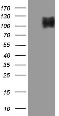 TNFRSF14 / CD270 / HVEM Antibody (aa39-283, clone OTI1F12, Carrier-free)