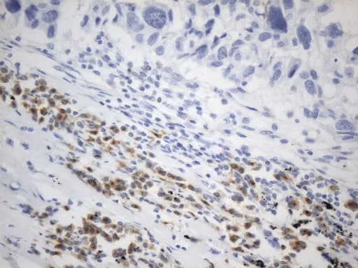 VSIR / GI24 / VISTA Antibody (clone UMAB272, Carrier-free)