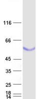 Human BPIFB1 Protein (Recombinant Myc-DDK (Flag))
