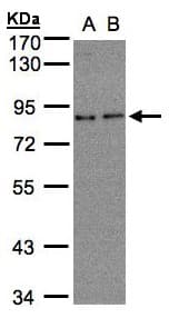 ZER1 Antibody (aa537-766)