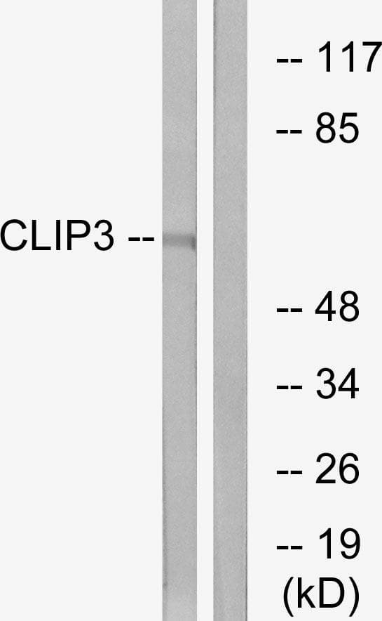 CLIP3 Antibody
