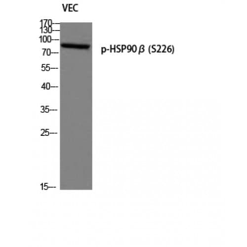 HSP90 Beta Antibody (phospho-S226)