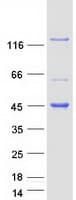 Human KANK4 Protein (Recombinant Myc-DDK (Flag))