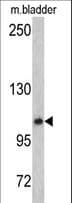 OGT / O-GLCNAC Antibody (aa1017-1046)