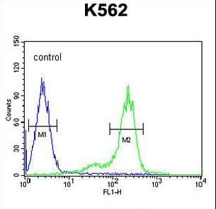 ZNF572 Antibody (aa471-499)