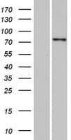 SPTY2D1 Protein (Over-Expression Lysate Myc-DDK (Flag))