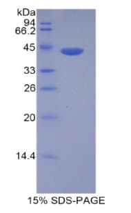 Human HIST1H2AD Protein (Recombinant His-GST)