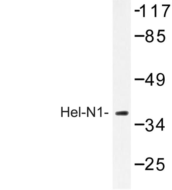 ELAVL2 / HUB Antibody (Ser27)