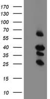 Monoclonal Mouse anti-Human TMEM173 / STING Antibody (clone OTI1A3, WB)
