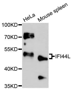 IFI44L Antibody