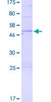 Human PTTG2 Protein (Recombinant GST)