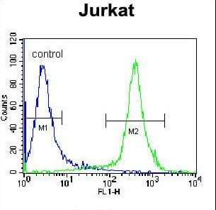 Polyclonal Rabbit anti-Human CAD Antibody (aa780-809, IHC, WB)